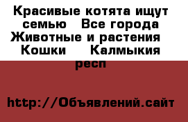 Красивые котята ищут семью - Все города Животные и растения » Кошки   . Калмыкия респ.